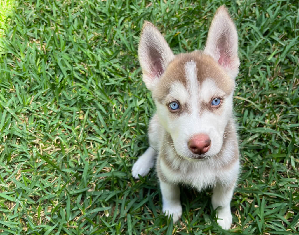 Mastering Siberian Husky Training: A Comprehensive Guide for New Owners cover image